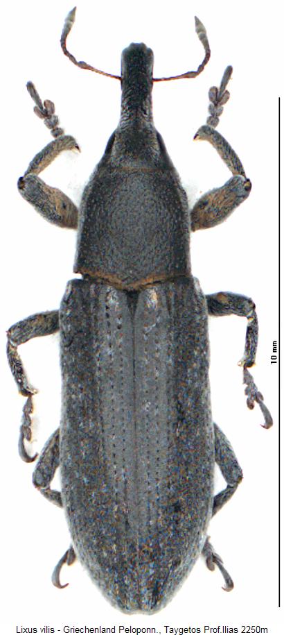 lixus_vilis_hab.jpg