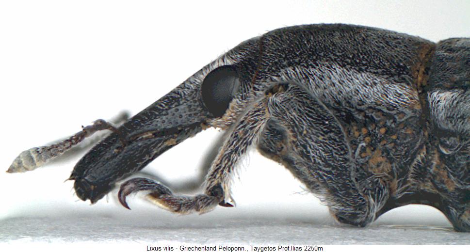 lixus_vilis_sa.jpg