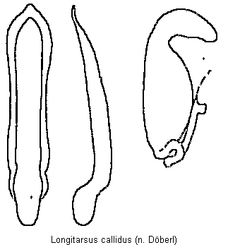 longitarsus_callidus.gif