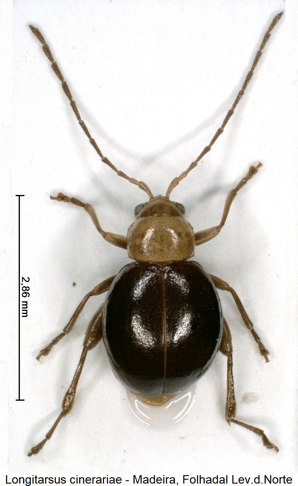 longitarsus_cinerariae_hab.jpg