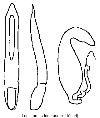 longitarsus_foudrasi.gif