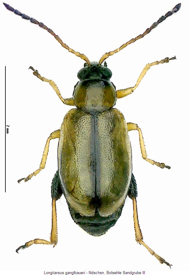 longitarsus_ganglbaueri_hab.jpg