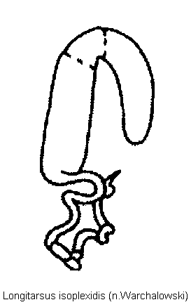 longitarsus_isoplexidis_sperm.gif