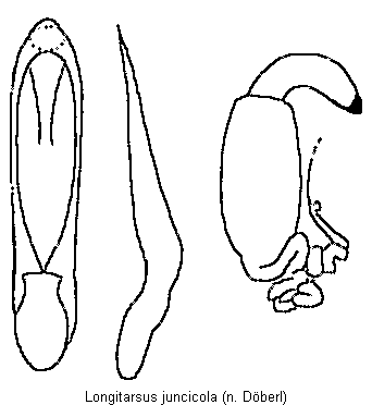 longitarsus_juncicola.gif