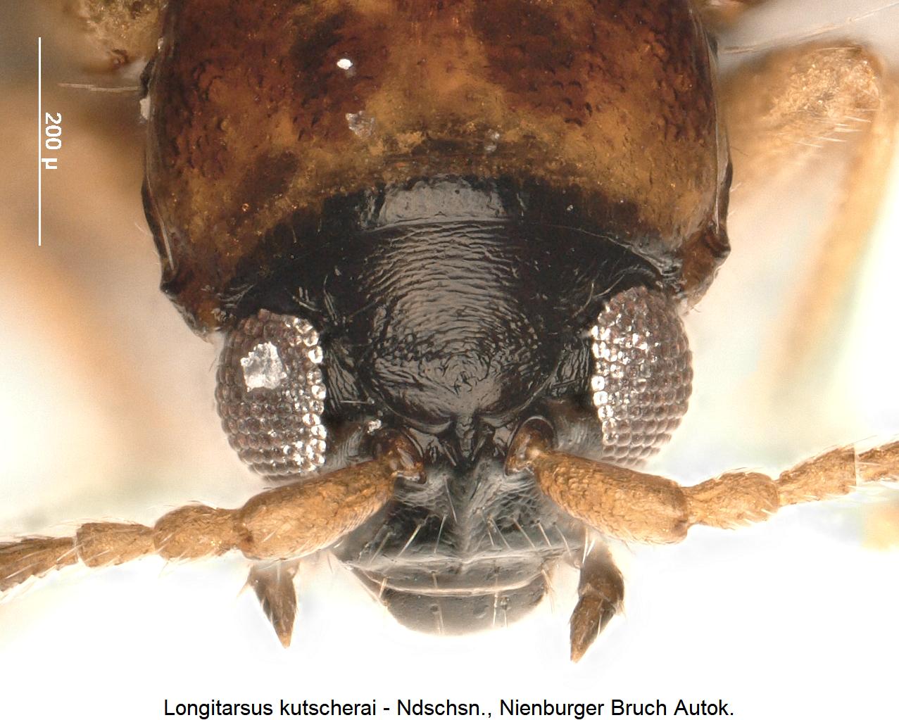 longitarsus_kutscherai_k.jpg