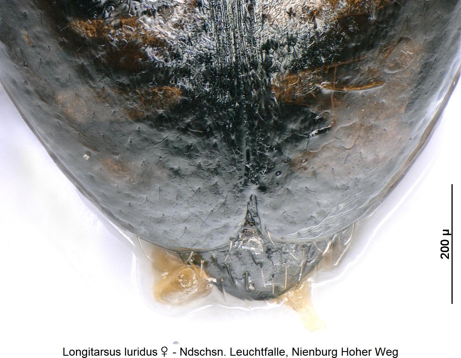 longitarsus_luridus_w_dec.jpg