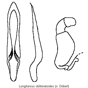longitarsus_obliteratoides.gif