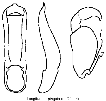 longitarsus_pinguis.gif