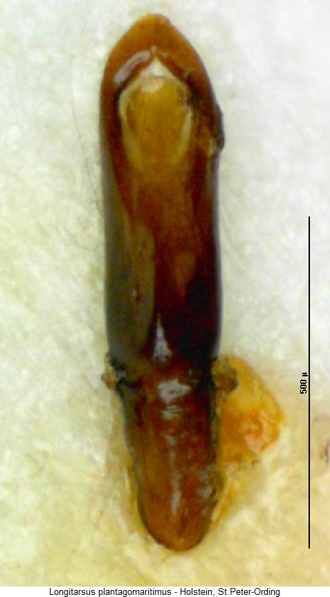 longitarsus_plantagomaritimus.jpg