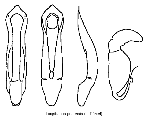 longitarsus_pratensis.gif