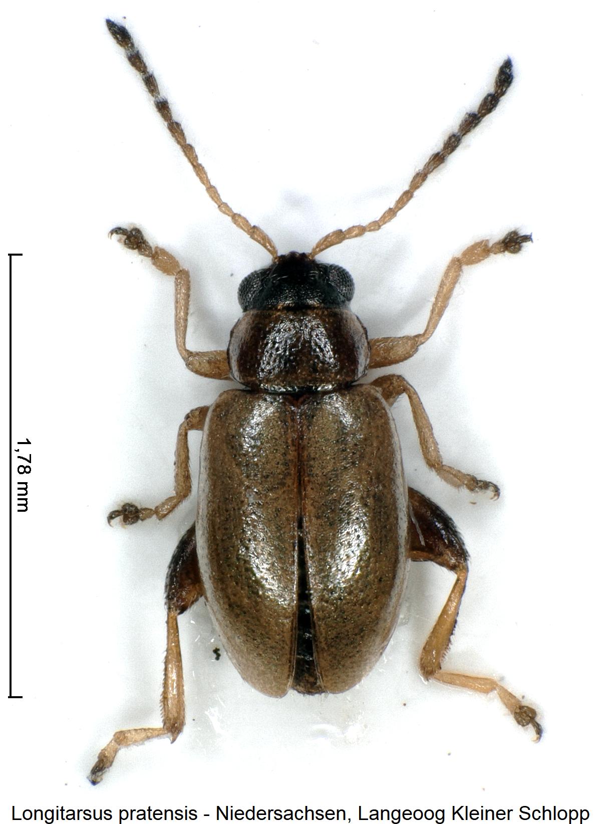 longitarsus_pratensis_hab.jpg