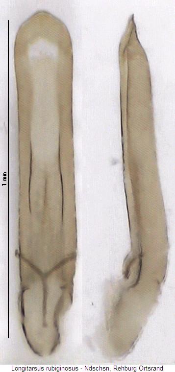 longitarsus_rubiginosus.jpg