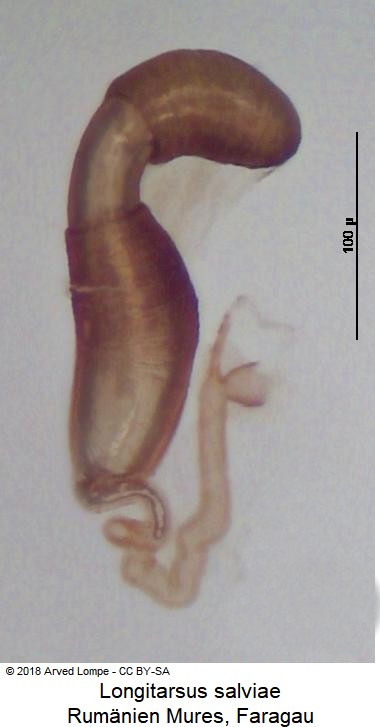 longitarsus_salviae_sperm1.jpg