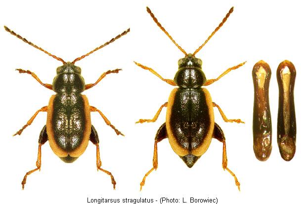 longitarsus_stragulatus.jpg