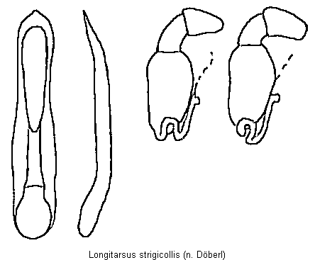 longitarsus_strigicollis.gif