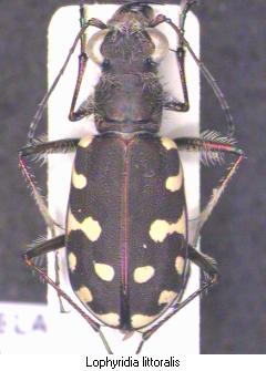 lophyridia_littoralis_hab.jpg