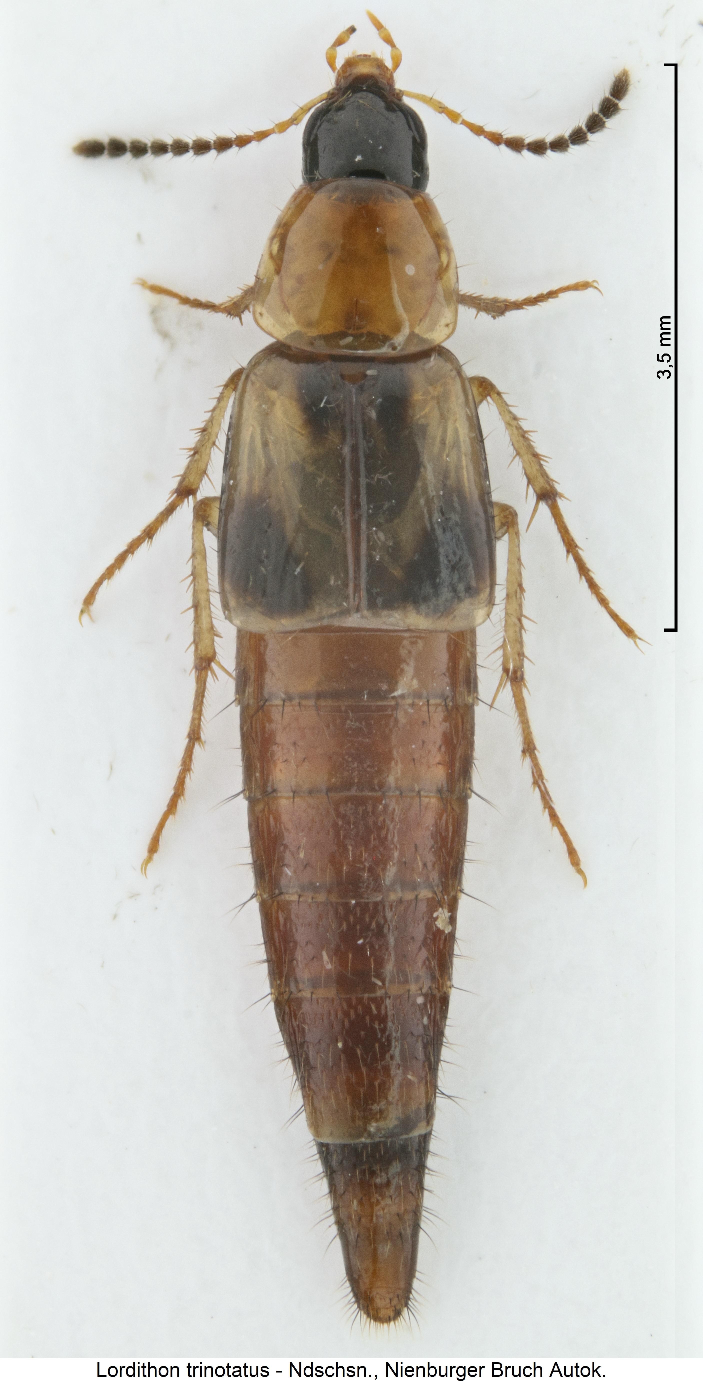 lordithon_trinotatus_hab1.jpg