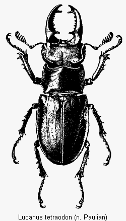 lucanus_tetraodon_hab.gif