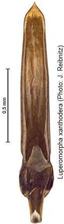 luperomorpha_xanthodera.jpg