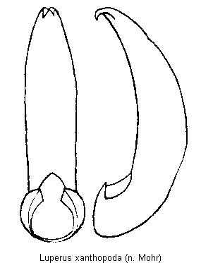 luperus_xanthopoda.gif