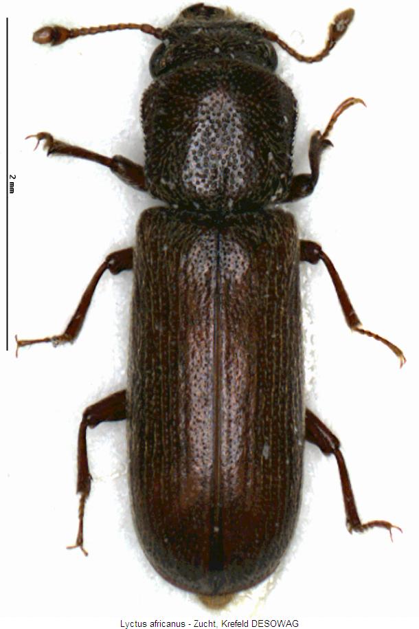 lyctus_africanus_hab.jpg
