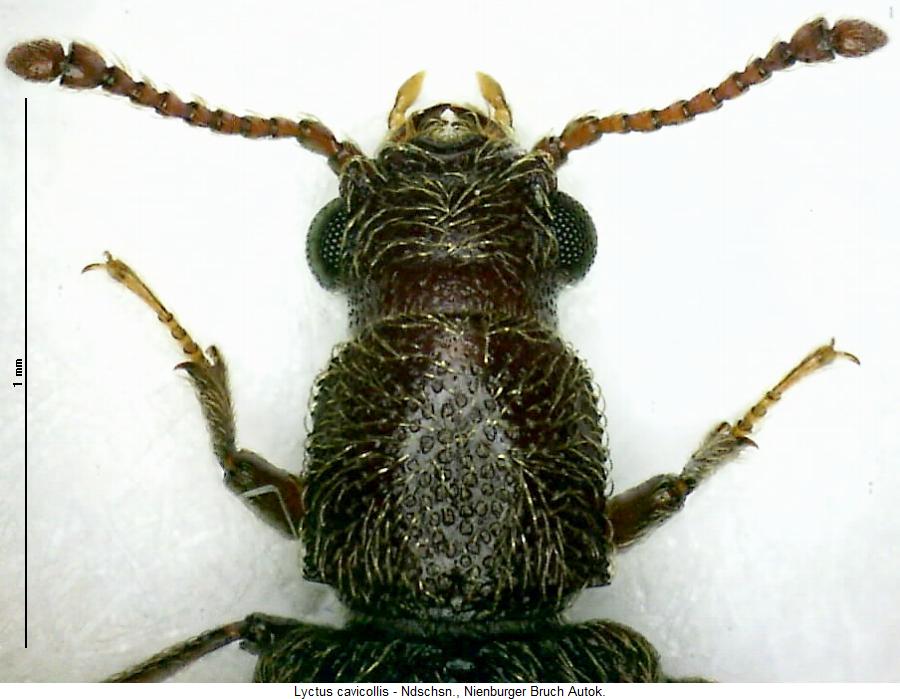 lyctus_cavicollis2_vk.jpg