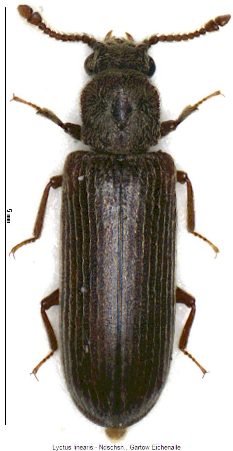 lyctus_linearis_hab.jpg