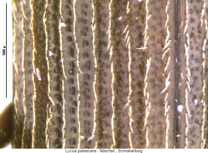 lyctus_pubescens_os.jpg