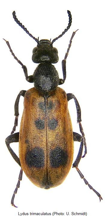 lydus_trimaculatus_hab.jpg