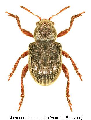 macrocoma_leprieuri.jpg