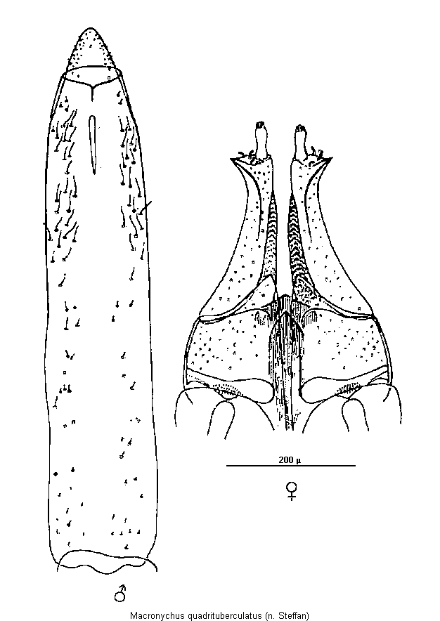 macronychus_quadrituberculatus.gif