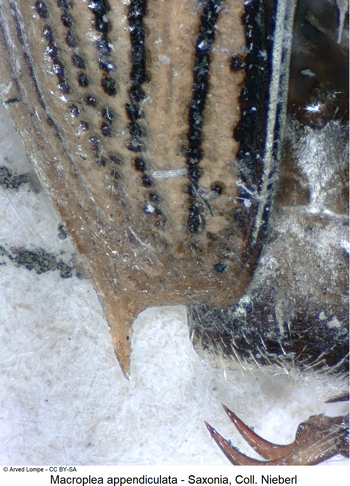 macroplea_appendiculata_ck34589205_dec.jpg