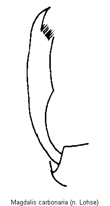 magdalis_carbonaria_vschn.gif