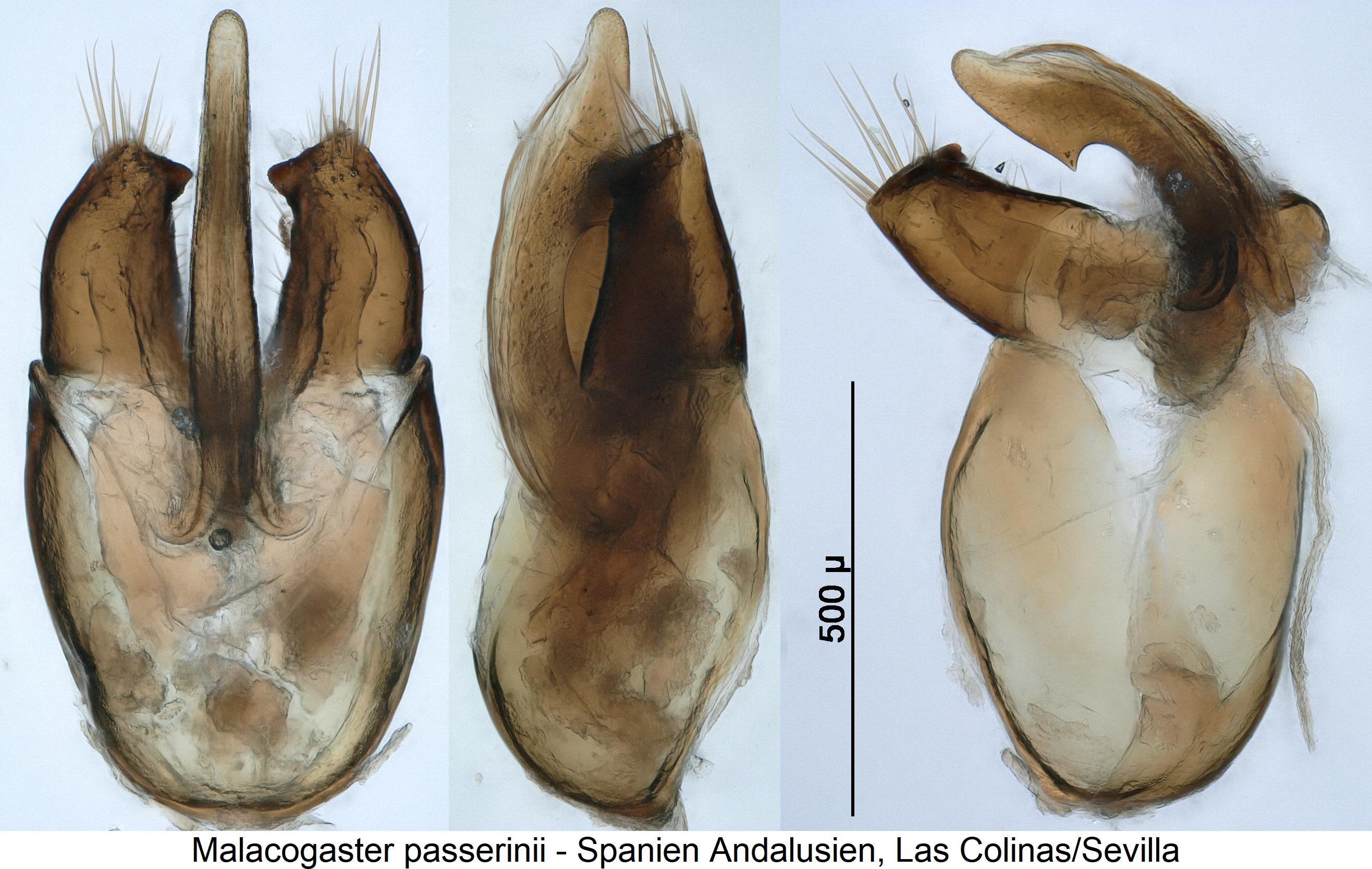 malacogaster_passerinii1.jpg