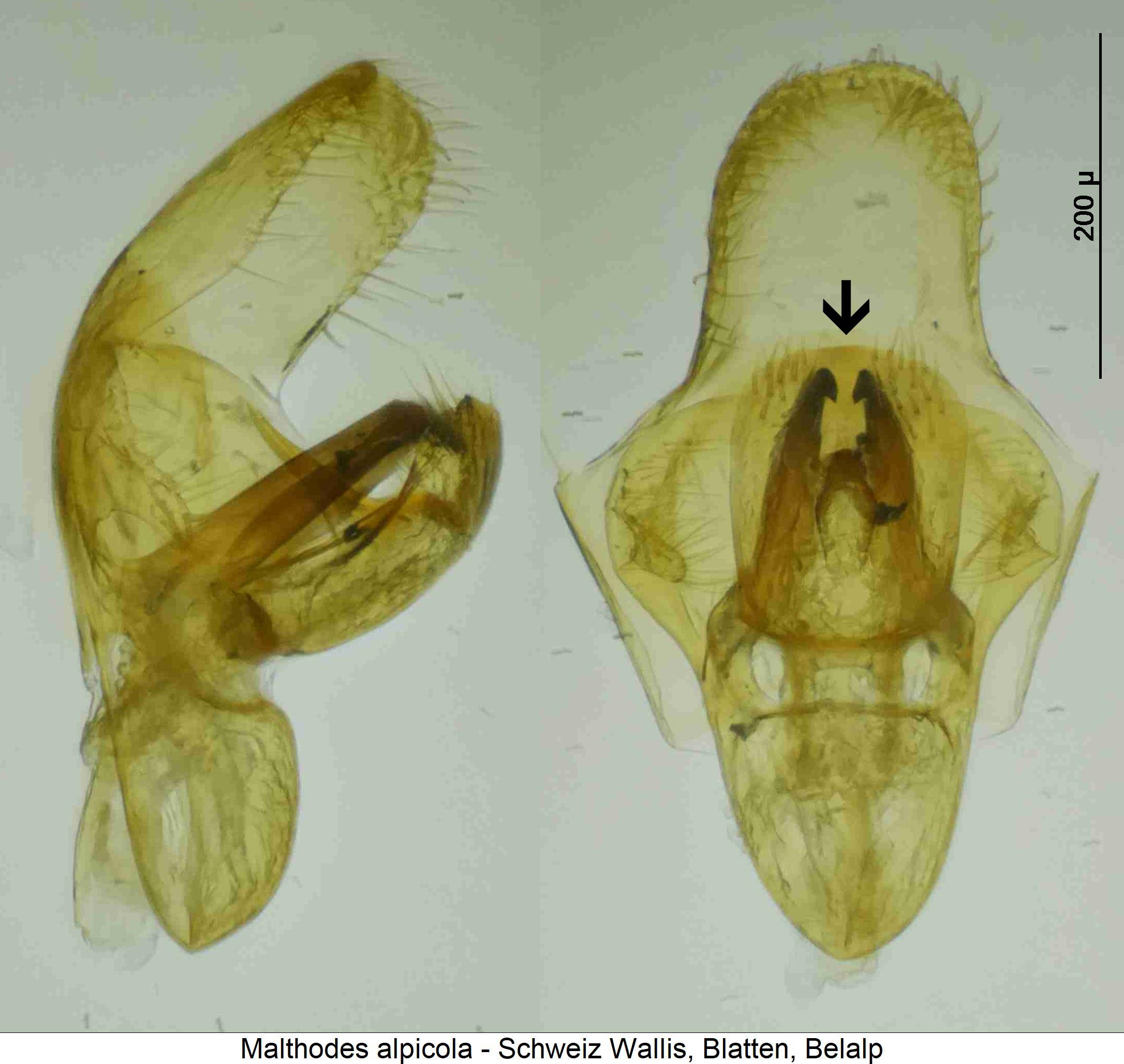 malthodes_alpicola.jpg