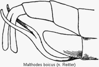 malthodes_boicus_hlb.gif