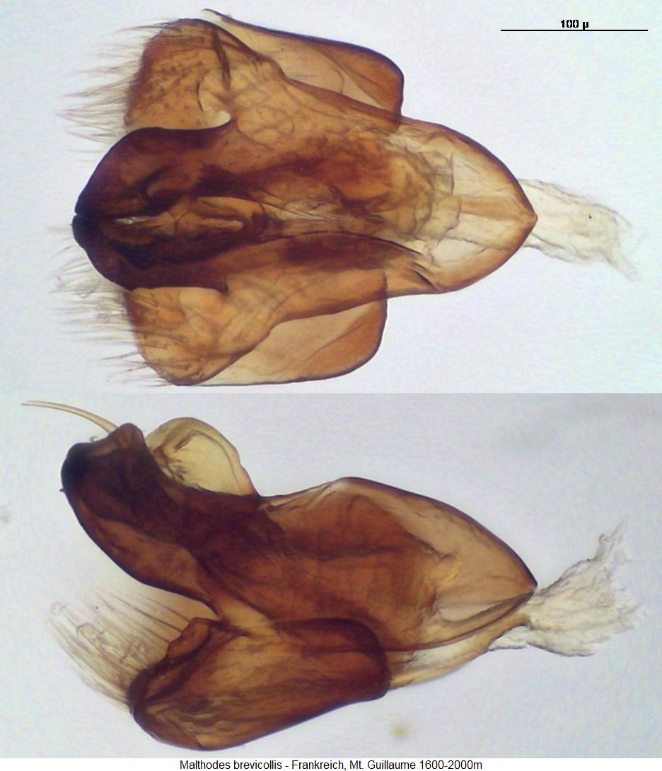 malthodes_brevicollis.jpg
