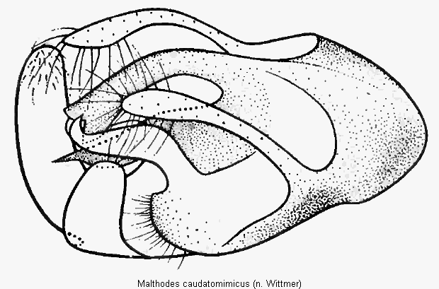 malthodes_caudatomimicus.gif
