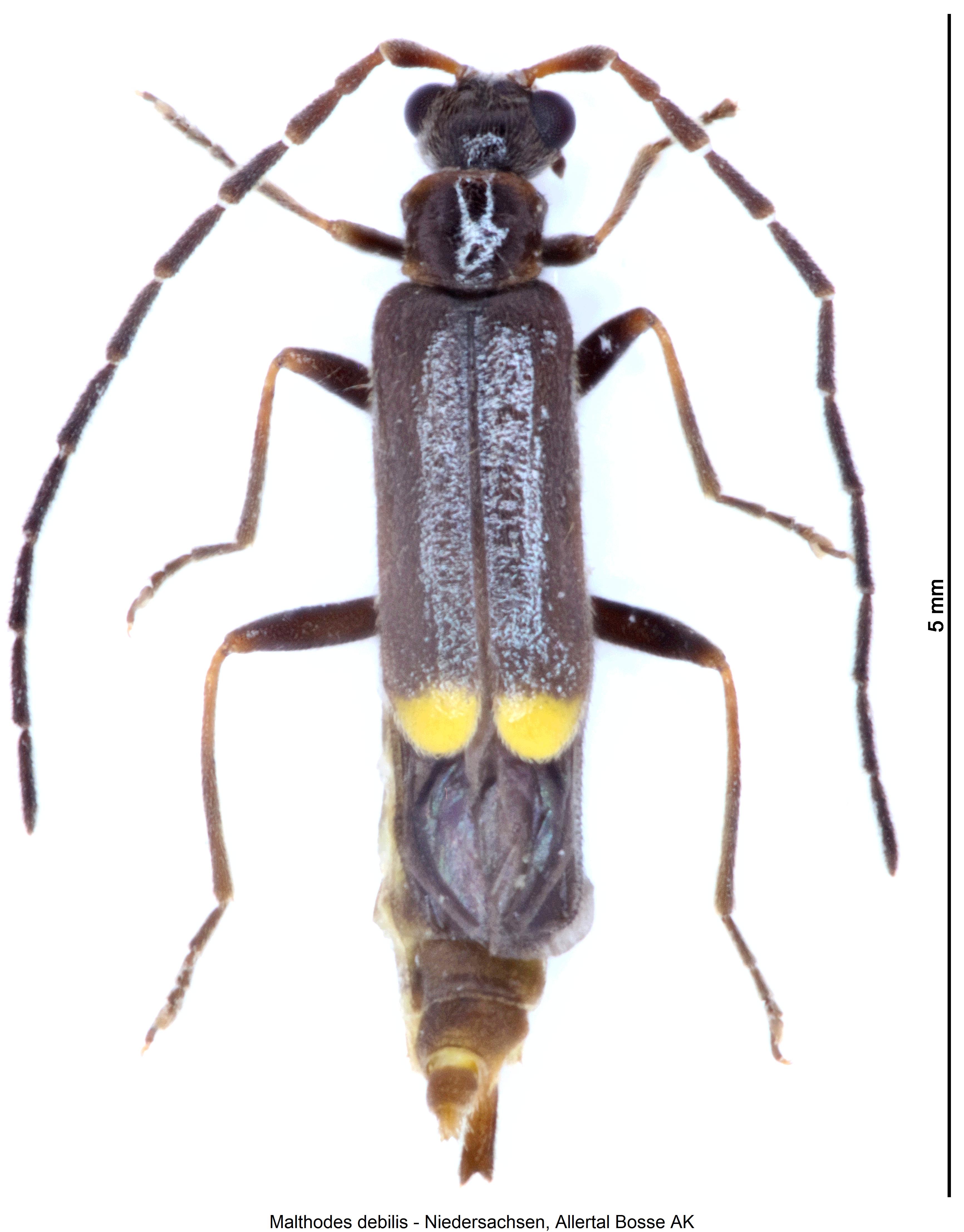malthodes_debilis_hab.jpg