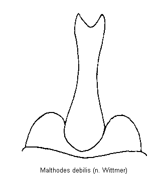 malthodes_debilis_ster.gif