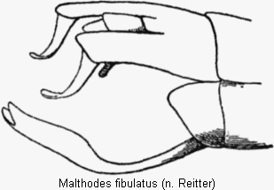 malthodes_fibulatus_hlb.gif
