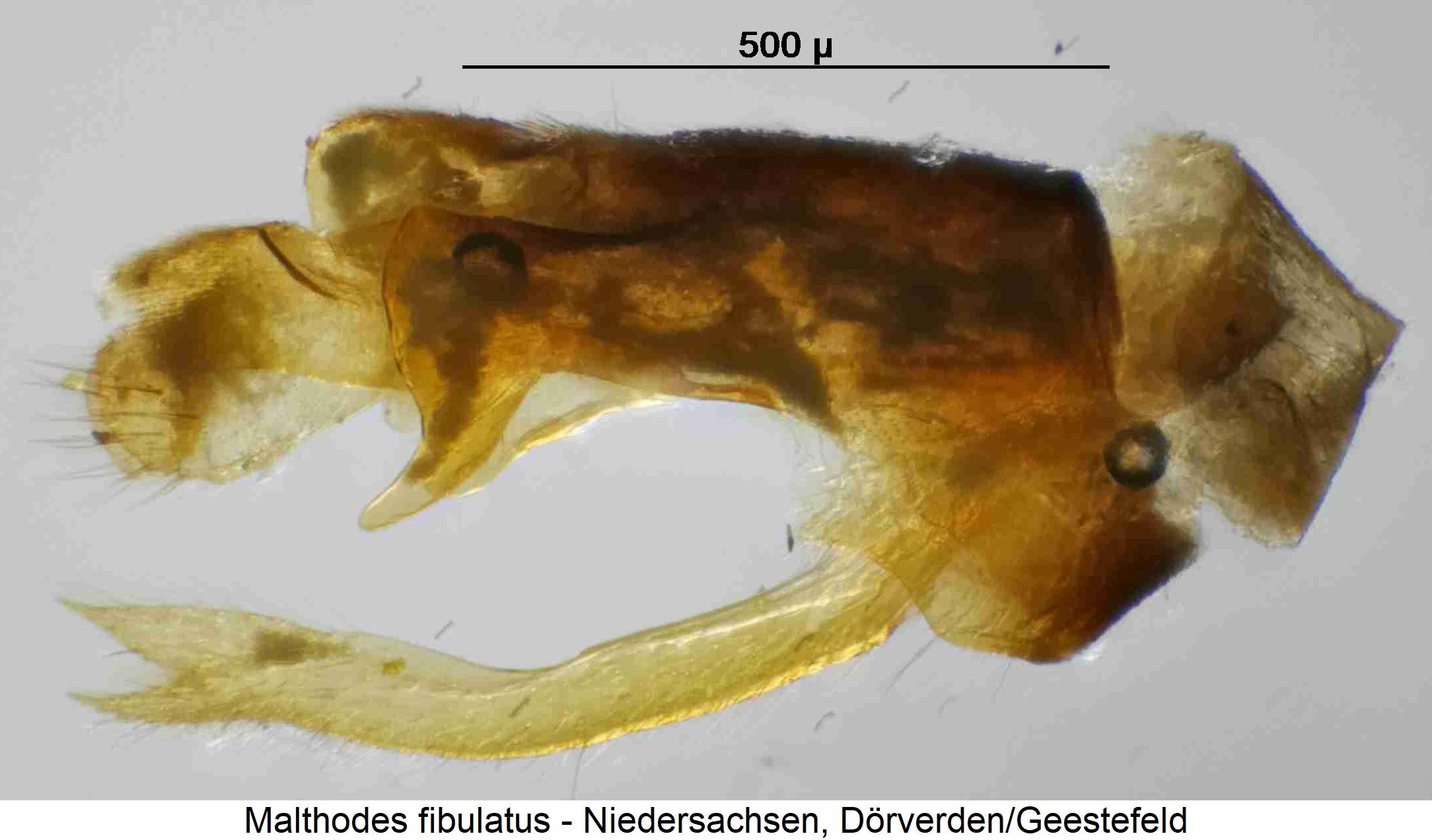 malthodes_fibulatus_hlb.jpg