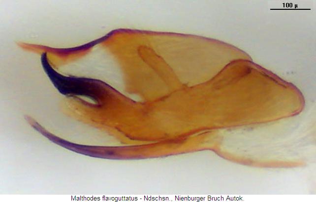 malthodes_flavoguttatus1.jpg