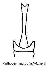 malthodes_maurus_ster.gif