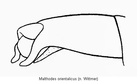 malthodes_orientalicus_hlb.gif