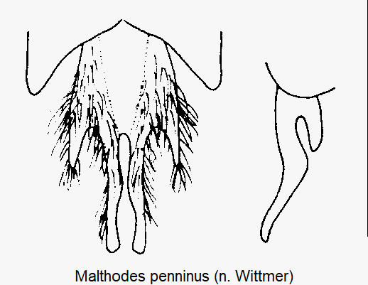 malthodes_penninus_ster.gif