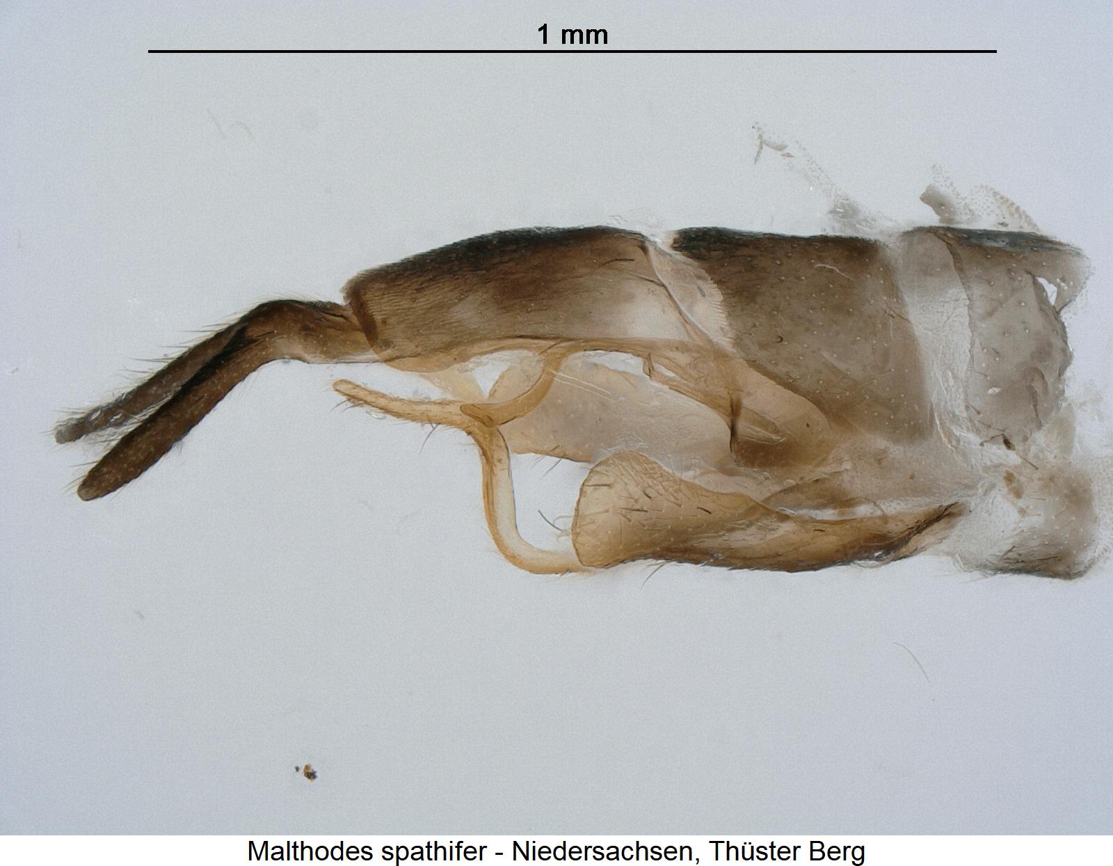 malthodes_spathifer_abd.jpg