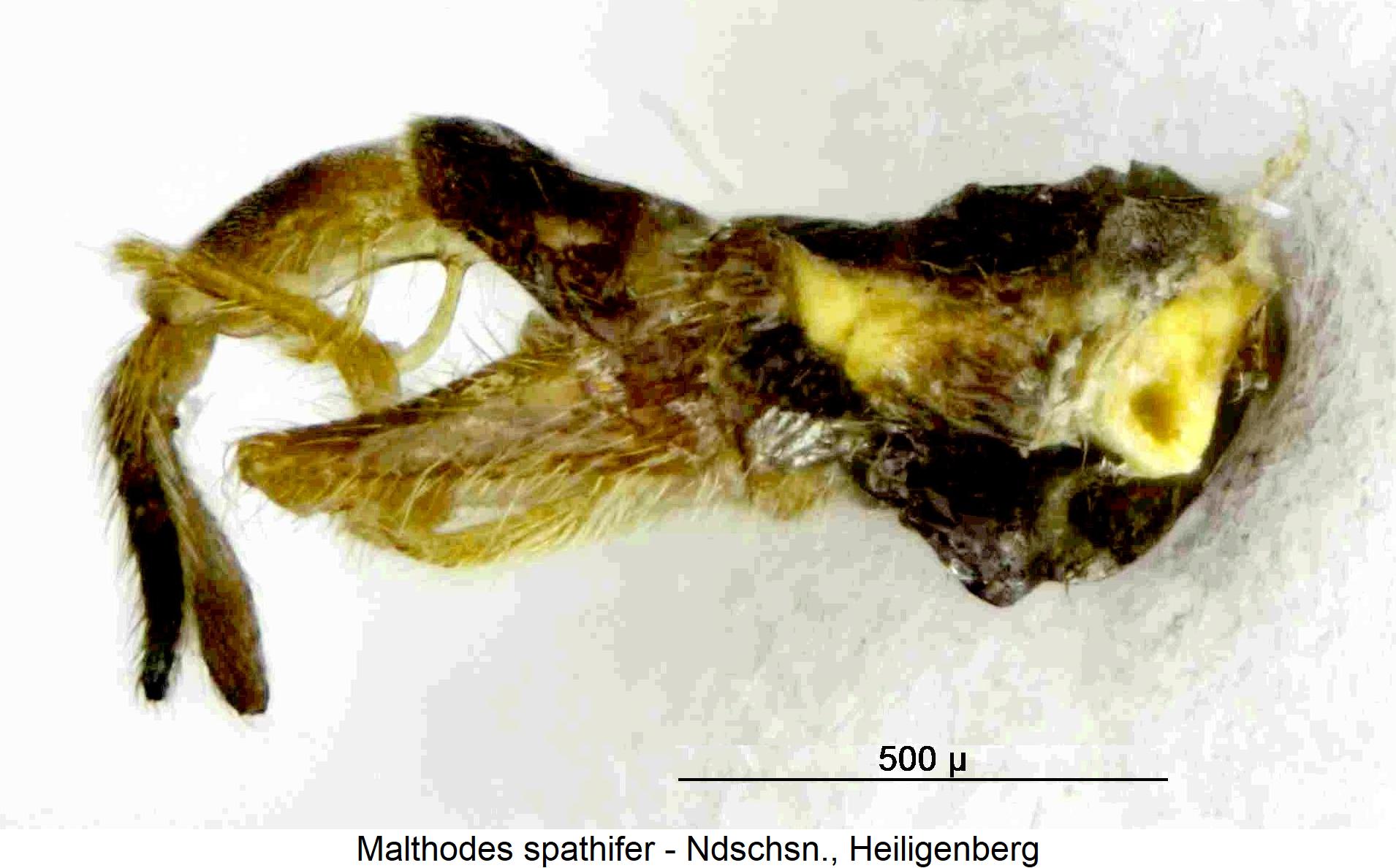 malthodes_spathifer_hlb.jpg