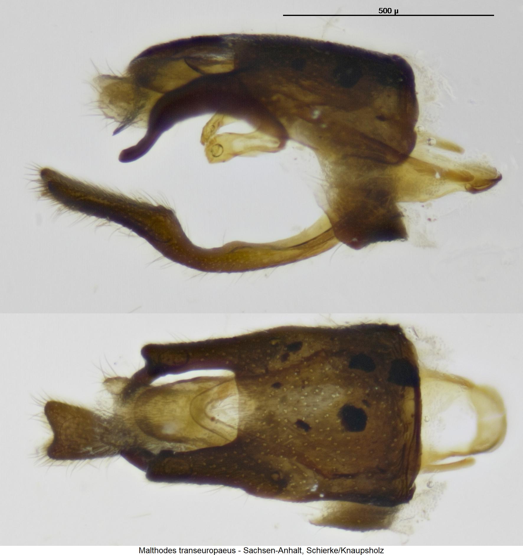 malthodes_transeuropaeus_hlb.jpg