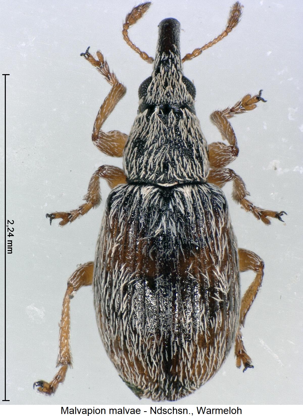 malvapion_malvae_hab1.jpg